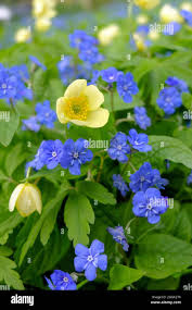 Attēlu rezultāti vaicājumam “Anemone x lipsiensis leaf”