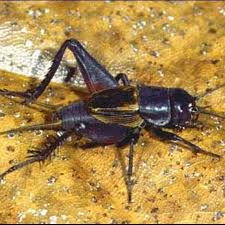 Attēlu rezultāti vaicājumam “Gryllus domesticus”