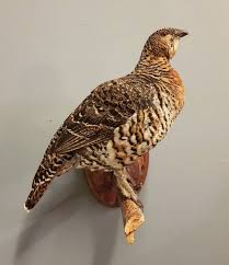 Attēlu rezultāti vaicājumam “Tetrao urogallus female”