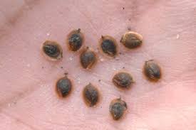 Attēlu rezultāti vaicājumam “Corispermum hyssopifolium fruit”