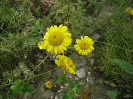 Image result for Anthemis tinctoria