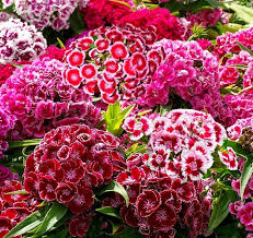 Image result for Dianthus barbatus