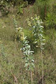 Attēlu rezultāti vaicājumam “Lophozia capitata”