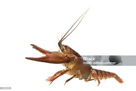 Attēlu rezultāti vaicājumam “Astacus astacus”