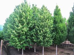 Attēlu rezultāti vaicājumam “Tilia tomentosa”