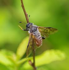 Attēlu rezultāti vaicājumam “Trichiosoma”