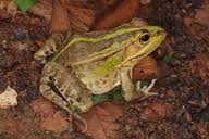 Attēlu rezultāti vaicājumam “Pelophylax adult”
