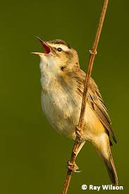 Attēlu rezultāti vaicājumam “Acrocephalus schoenobaenus”
