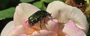 Attēlu rezultāti vaicājumam “Cetonia aurata”