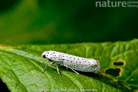 Attēlu rezultāti vaicājumam “Yponomeuta evonymella”