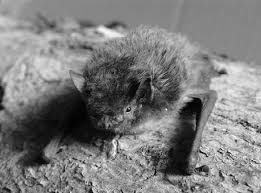 Attēlu rezultāti vaicājumam “Pipistrellus nathusii”