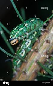 Attēlu rezultāti vaicājumam “Sphinx pinastri larva”