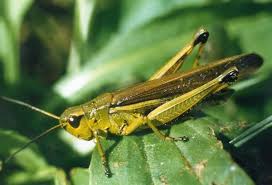 Attēlu rezultāti vaicājumam “Stethophyma grossum”