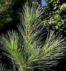 Attēlu rezultāti vaicājumam “Pinus strobus”