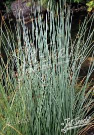 Attēlu rezultāti vaicājumam “Juncus inflexus”