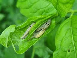 Attēlu rezultāti vaicājumam “Yponomeuta malinellus / cagnagella imago”