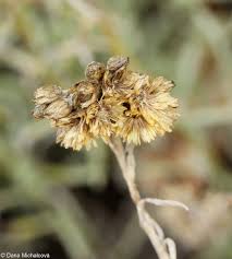 Attēlu rezultāti vaicājumam “Helichrysum arenarium leaf”