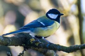 Attēlu rezultāti vaicājumam “Parus major”