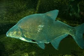 Image result for Abramis brama