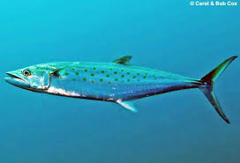 Image result for Scomberomorus cavalla