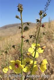 Attēlu rezultāti vaicājumam “Verbascum blattaria flower”