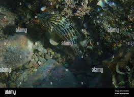 Image result for Mycteroperca rubra