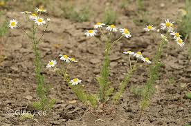 Attēlu rezultāti vaicājumam “Tripleurospermum inodorum flower”