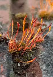 Attēlu rezultāti vaicājumam “Schistidium apocarpum sporophyte”