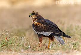 Attēlu rezultāti vaicājumam “Circus aeruginosus”