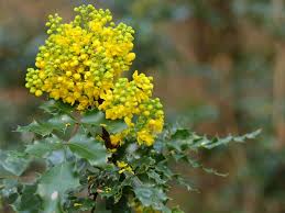 Attēlu rezultāti vaicājumam “Mahonia aquifolium”