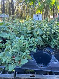 Image result for Oregano