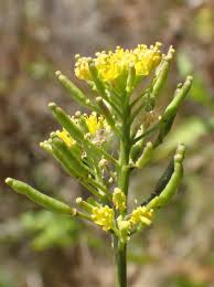 Attēlu rezultāti vaicājumam “Rorippa palustris fruit”