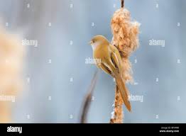 Attēlu rezultāti vaicājumam “Panurus biarmicus female”