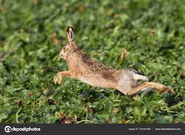 Attēlu rezultāti vaicājumam “Lepus europaeus adult”