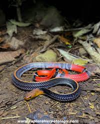 Attēlu rezultāti vaicājumam “Lycogala persicum young”