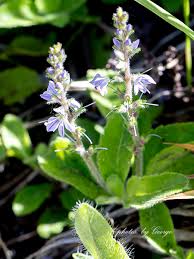 Image result for Veronica officinalis