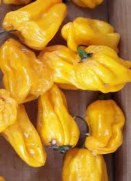 Afbeeldingsresultaat voor mme jeanette hot pepper