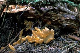 Attēlu rezultāti vaicājumam “Otidea leporina”