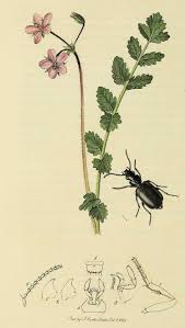 Attēlu rezultāti vaicājumam “Calodromius spilotus”