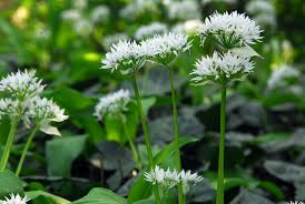 Attēlu rezultāti vaicājumam “Allium ursinum flower”