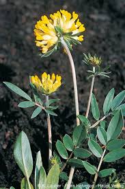 Attēlu rezultāti vaicājumam “Anthyllis maritima”