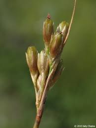 Attēlu rezultāti vaicājumam “Juncus squarrosus fruit”