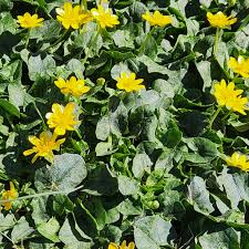 Attēlu rezultāti vaicājumam “Callitriche verna flower”