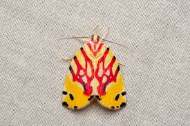 Attēlu rezultāti vaicājumam “Neocudoniella albiceps”