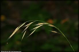 Attēlu rezultāti vaicājumam “Bromopsis benekenii”