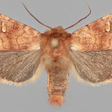 Attēlu rezultāti vaicājumam “Eriopygodes imbecilla”