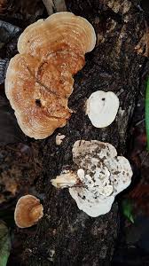 Attēlu rezultāti vaicājumam “Rigidoporus crocatus”