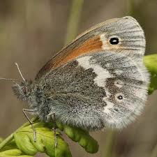 Attēlu rezultāti vaicājumam “Coenonympha tullia”