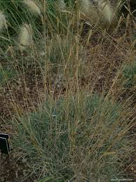 Attēlu rezultāti vaicājumam “Koeleria glauca”