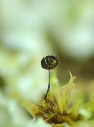Attēlu rezultāti vaicājumam “Barbeyella minutissima”